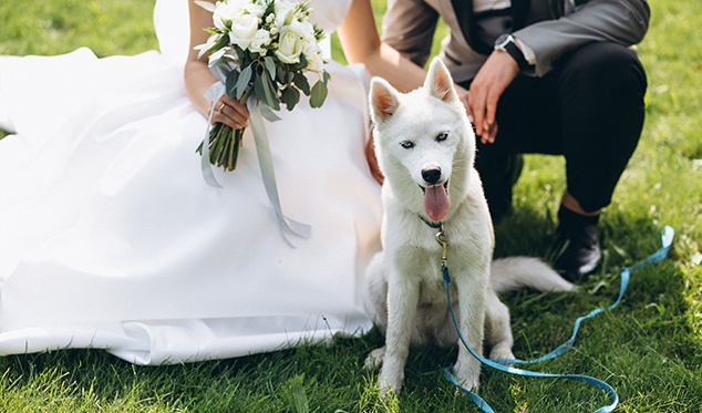 Wedding DogSitter