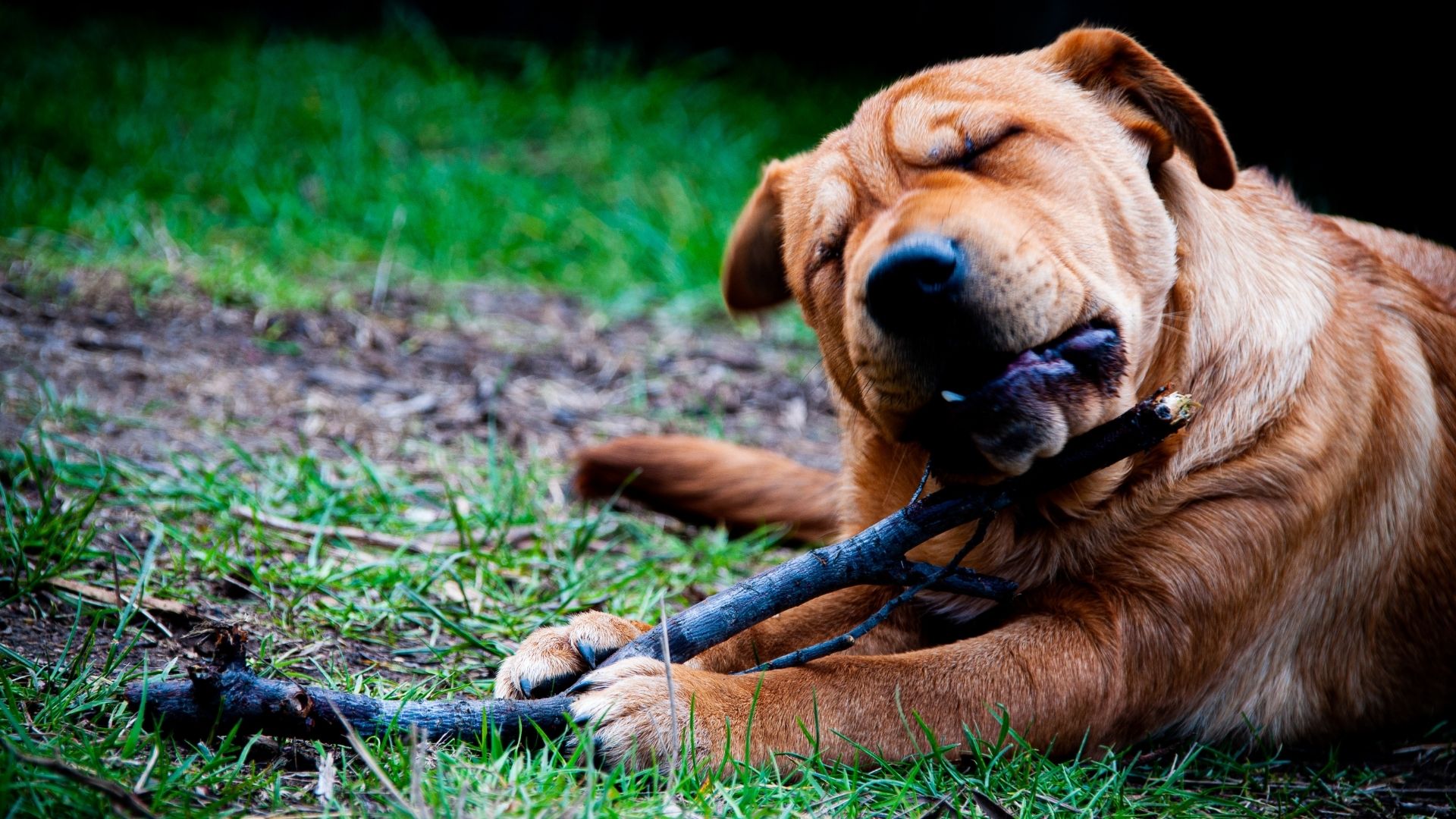 Scopri quale masticativo scegliere per il tuo cane